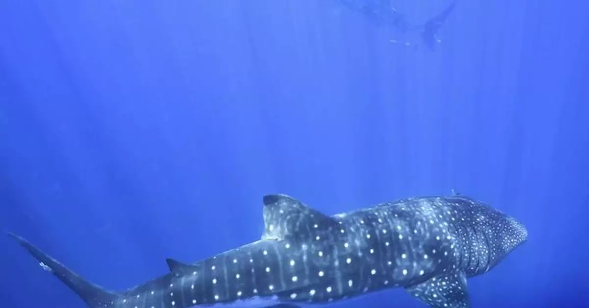 Where do whale sharks mate? The search to learn where the magic happens for the world's biggest fish