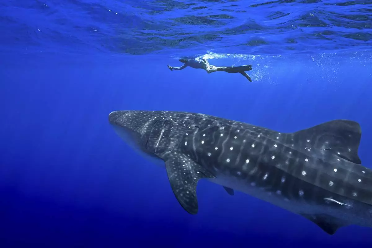 A person swims near a whale shark off the coast of St. Helena in the South Atlantic Ocean in February 2025. (AP Photo/Flora Tomlinson-Pilley)