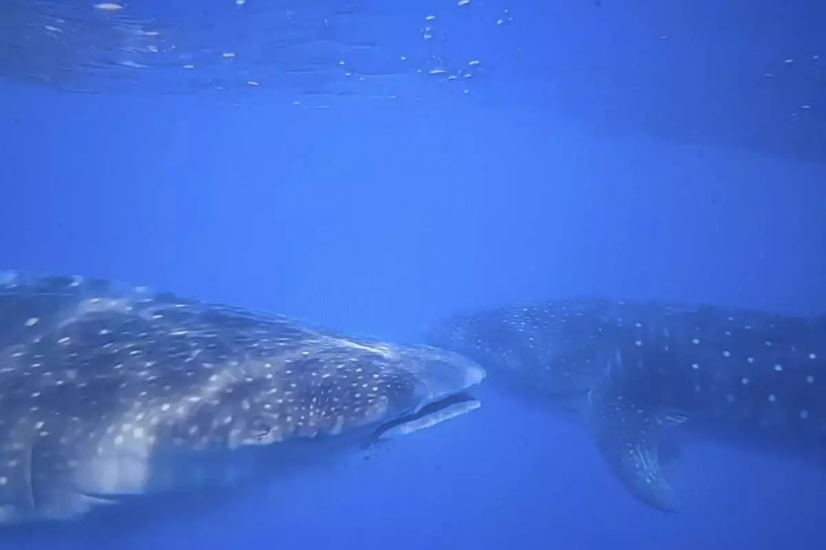 In this image from video, whale sharks swim near each other off the coast of St. Helena in the South Atlantic Ocean on Feb. 25, 2025. (AP Photo/Maria Cheng)