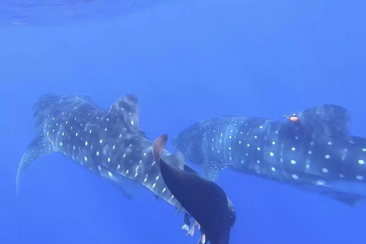In this image from video, whale sharks swim near each other off the coast of St. Helena in the South Atlantic Ocean on Feb. 25, 2025. (AP Photo/Maria Cheng)