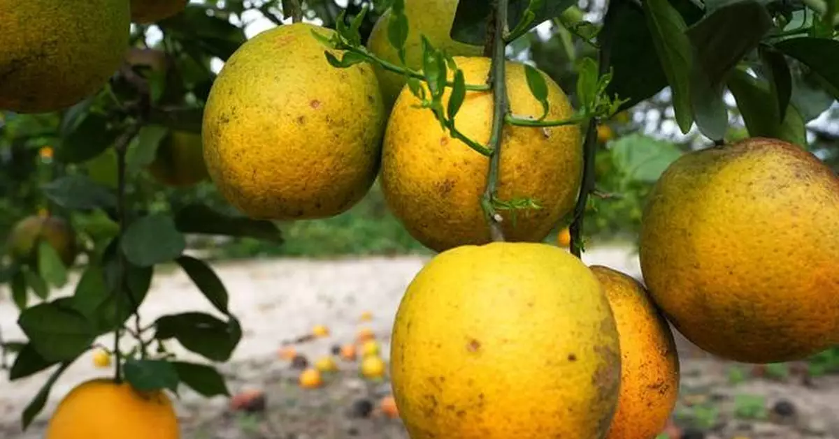 Major Florida grower plans to build new community after ending citrus operations
