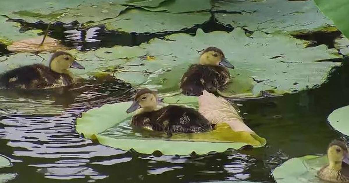 Population of critically endangered diving duck rockets in China