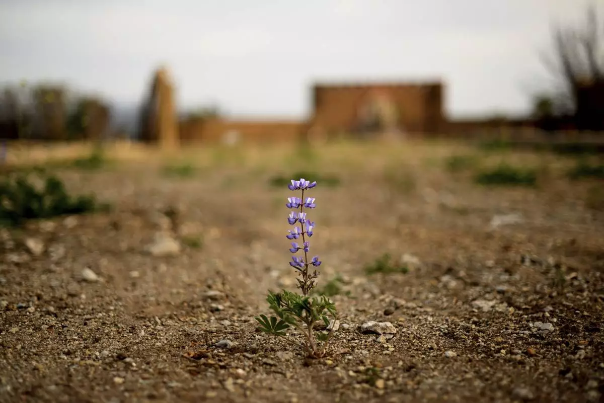 Flowers bloom on an empty lot along Esteban Drive after the Mountain Fire burned through the area Wednesday, April 16, 2025, in Camarillo, Calif. (AP Photo/Wally Skalij)