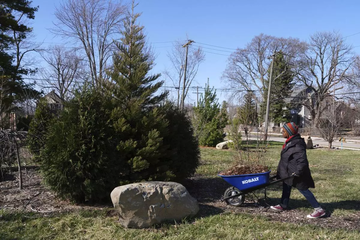 Robyn Redding carries mulch to a sequoia tree in Detroit, Friday, March 21, 2025. (AP Photo/Paul Sancya)