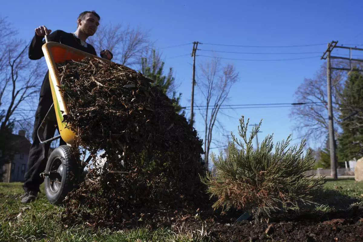 David McGuffie dumps mulch on a sequoia tree seedling in Detroit, Friday, March 21, 2025. (AP Photo/Paul Sancya)