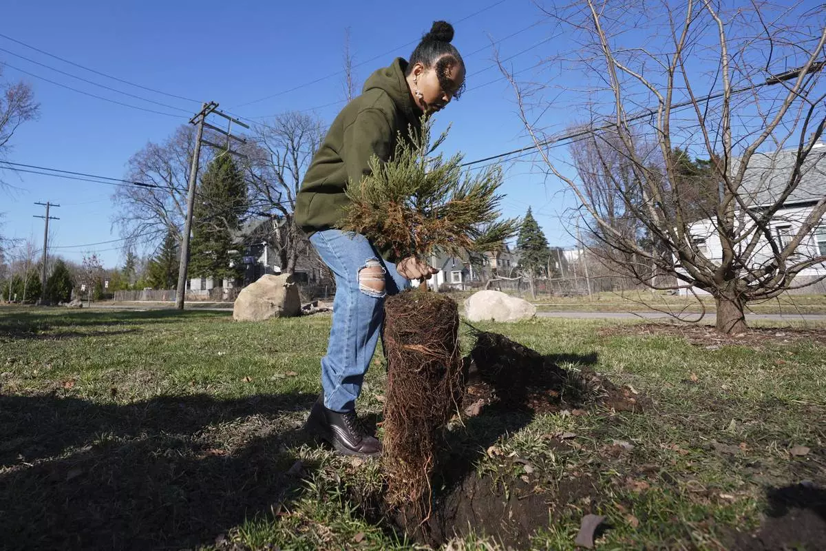 Gianna Holliday carries a sequoia tree seedling to plant in Detroit, Friday, March 21, 2025. (AP Photo/Paul Sancya)