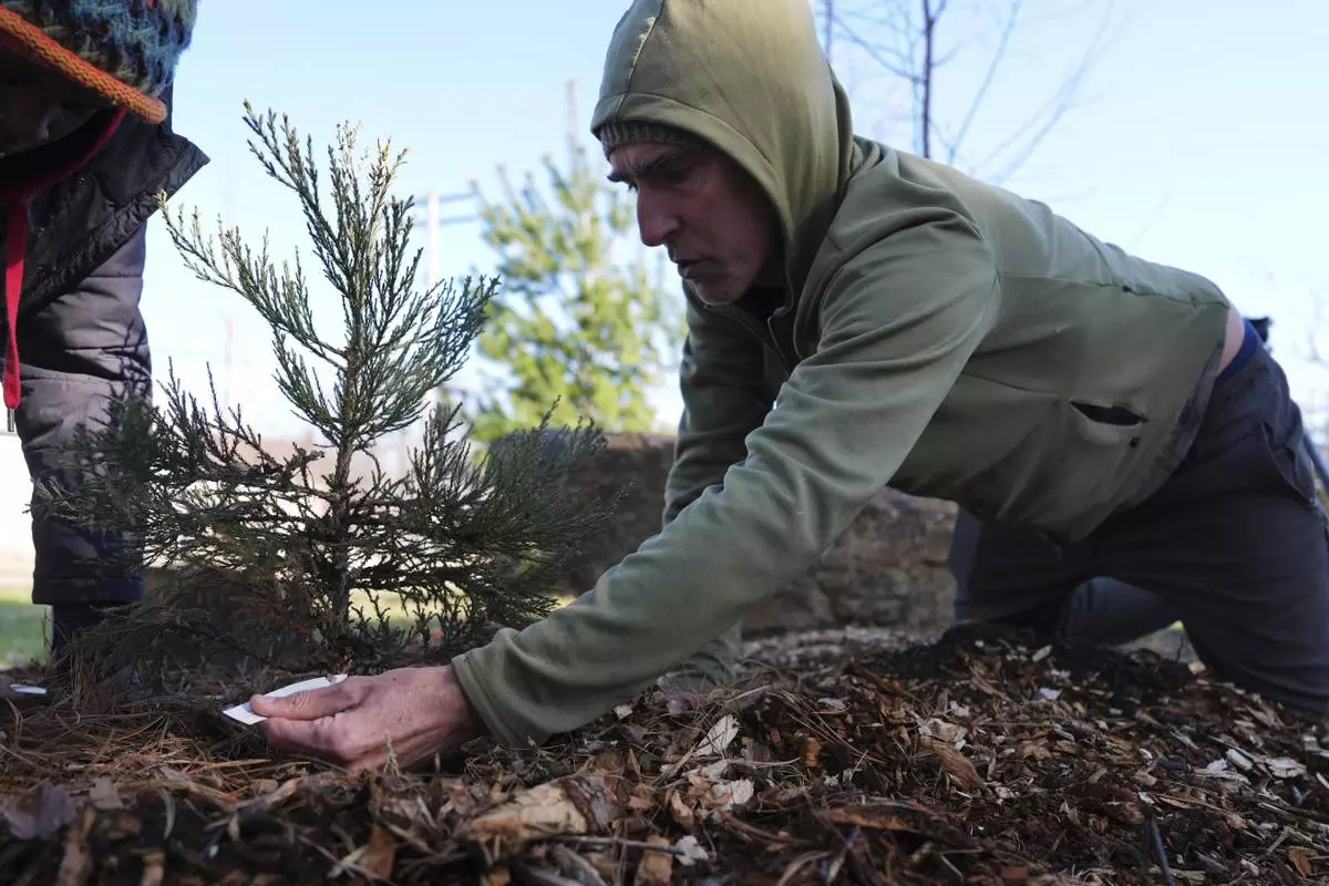 Andrew "Birch" Kemp checks a tag on a planted sequoia tree seedling in Detroit, Friday, March 21, 2025. (AP Photo/Paul Sancya)