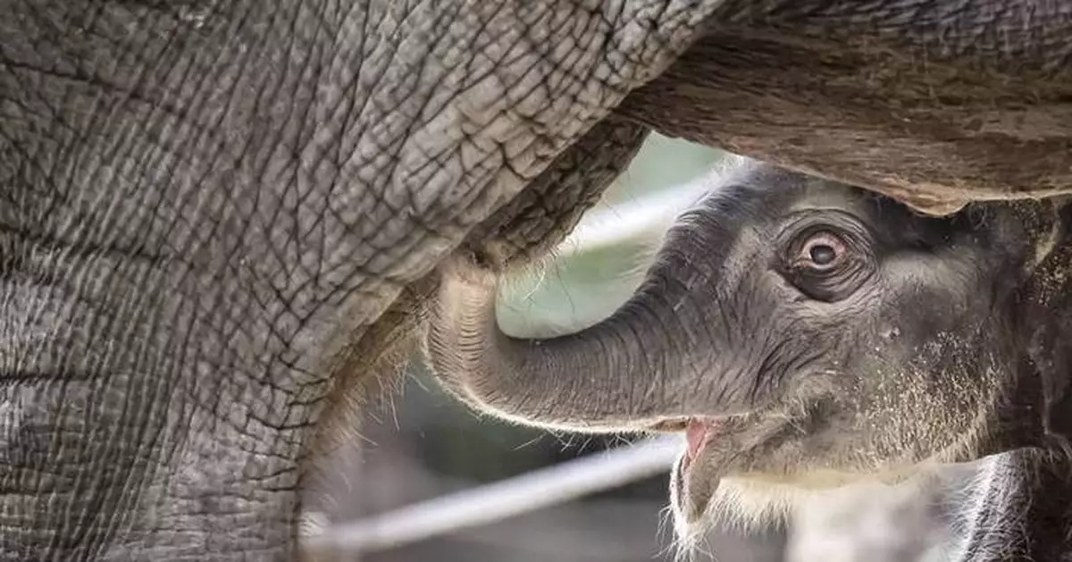 An Asian elephant calf was born at Zurich Zoo and its name will start with the letter Z