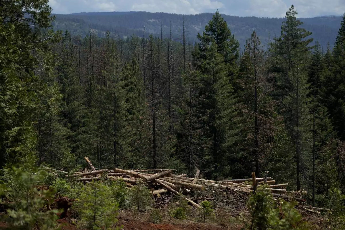 FILE - Cut down trees are visible at the site of a timber sale in the Tahoe National Forest, June 6, 2023, near Camptonville, Calif. (AP Photo/Godofredo A. Vásquez, File)