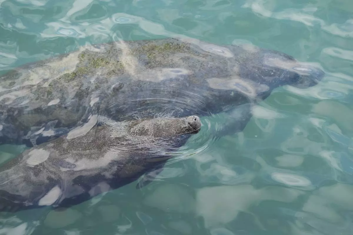 FILE - A baby manatee swimming beside its mother comes to the surface to breathe, at Manatee Lagoon, in Riviera Beach, Fla., Jan. 10, 2025. (AP Photo/Rebecca Blackwell, File)