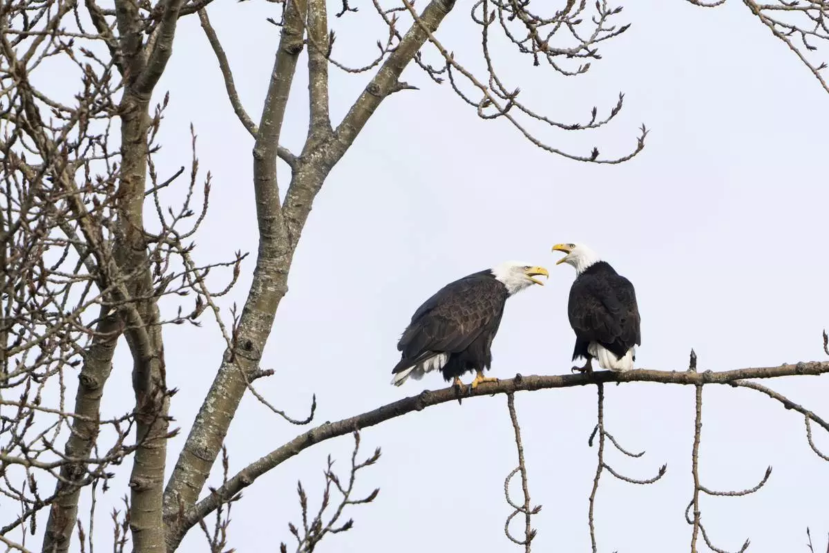 FILE - A pair of bald eagles call out while resting on a tree next to Union Bay, Jan. 16, 2024, in Seattle. (AP Photo/Lindsey Wasson, File)