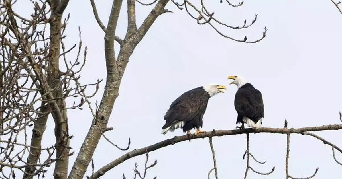 Proposed rule change on endangered species triggers alarm for environmentalists