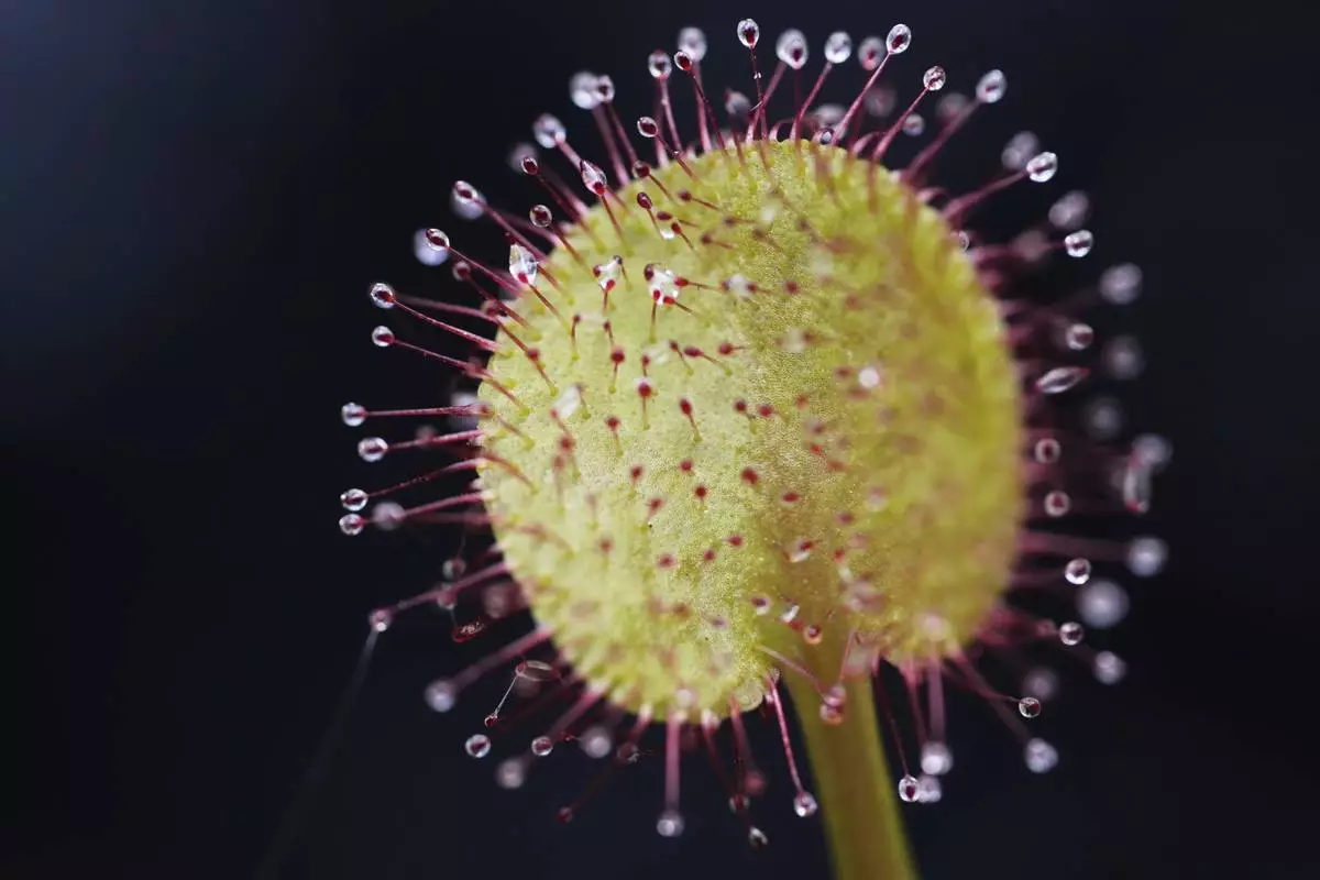 A Drosera madagascariensis is on display at a carnivorous plants exhibit at the Botanical Garden in Bogota, Colombia, April 3, 2025. (AP Photo/Fernando Vergara)