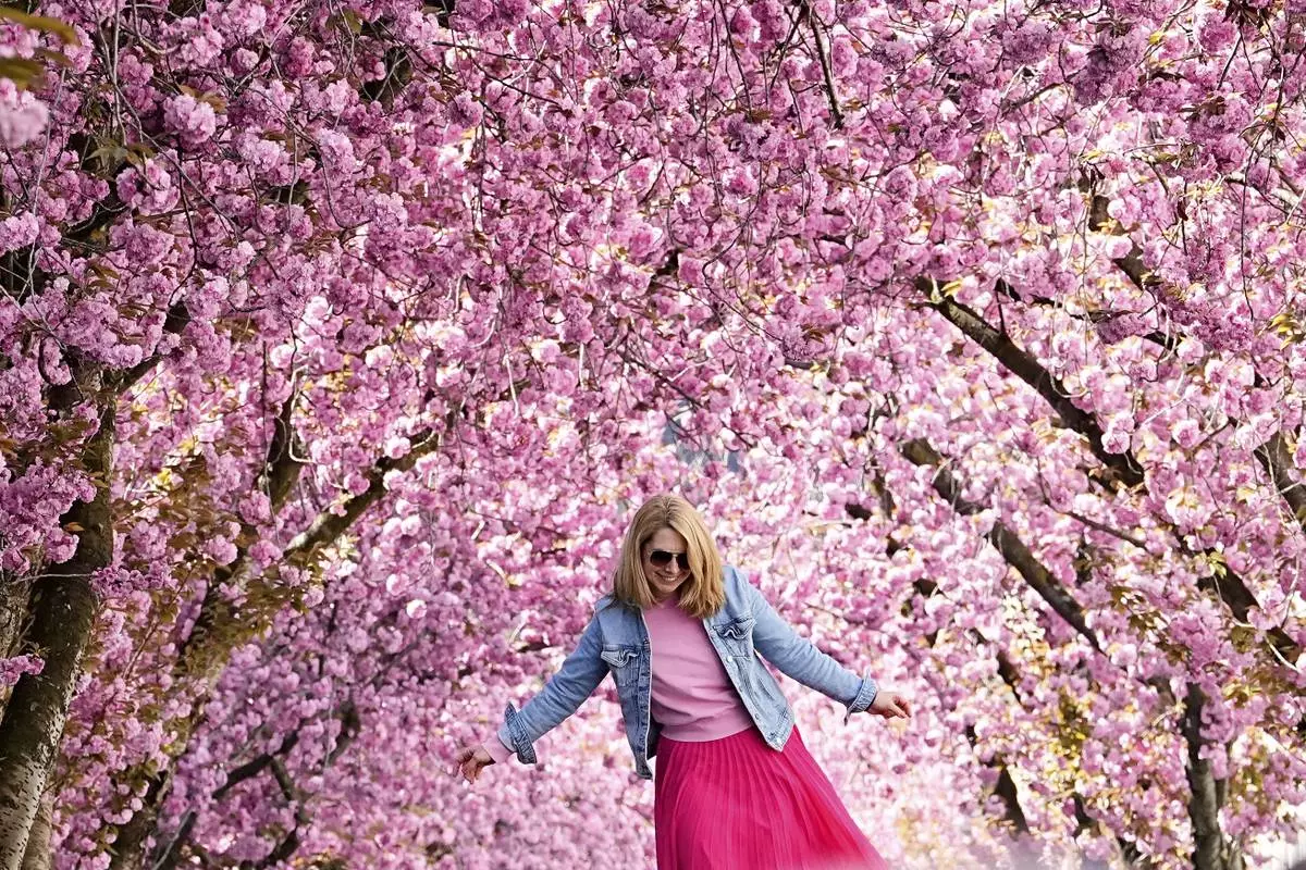 A woman dances under a canopy of cherry blossoms at the start of the cherry blossom season in Bonn, Germany, April, 6, 2025. (AP Photo/Martin Meissner)