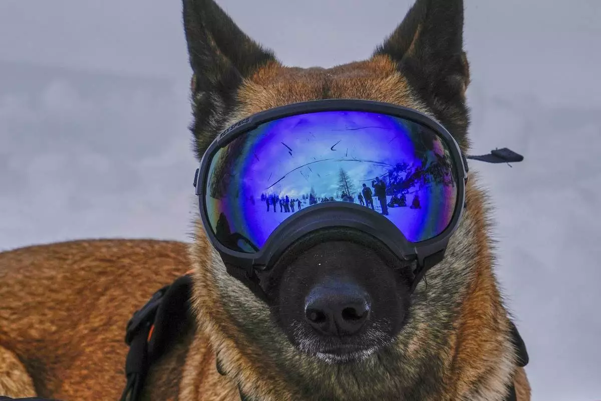 Ira, a dog with the Italian National Alpine and Speleological Rescue Corps, attends a training in Col Gallina in the Italian Alps near Cortina D'Ampezzo, northern Italy, March 25, 2025. (AP Photo/Luca Bruno)