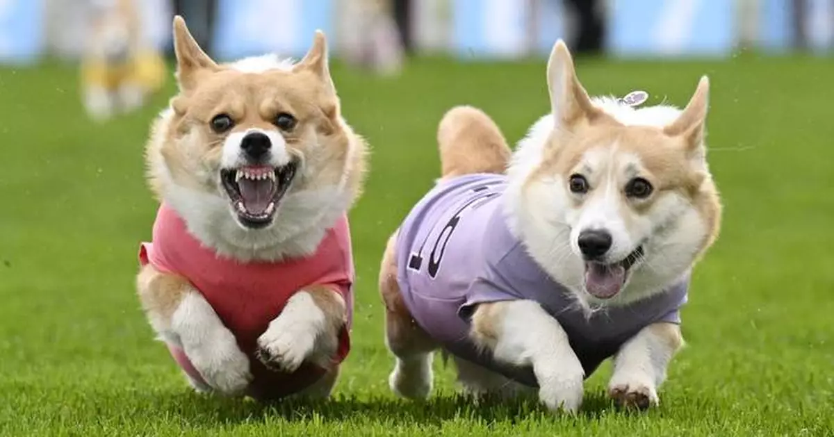 Queen Elizabeth II's favorite dogs race for glory in Britain's Corgi Derby
