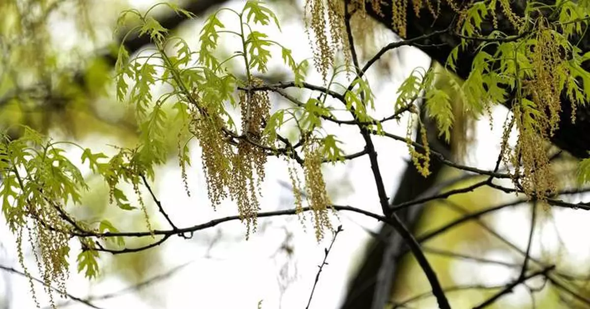 Spring allergies are back. Here's how to check pollen levels and keep from sneezing