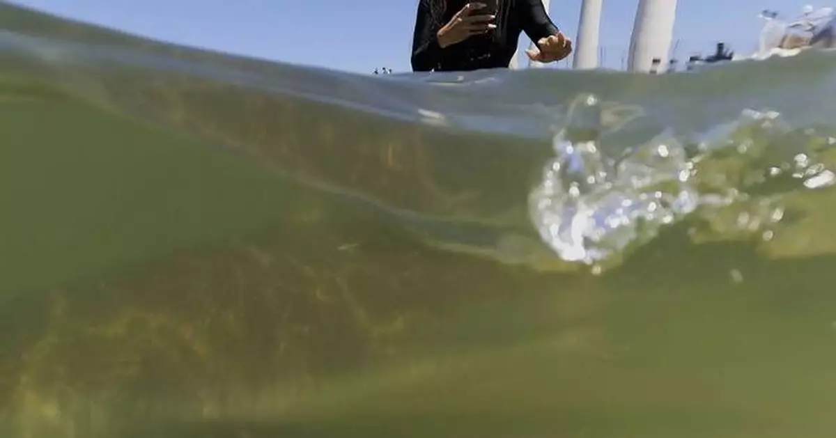 Sharks drew crowds who swam with them off Israel's coast — until one man disappeared