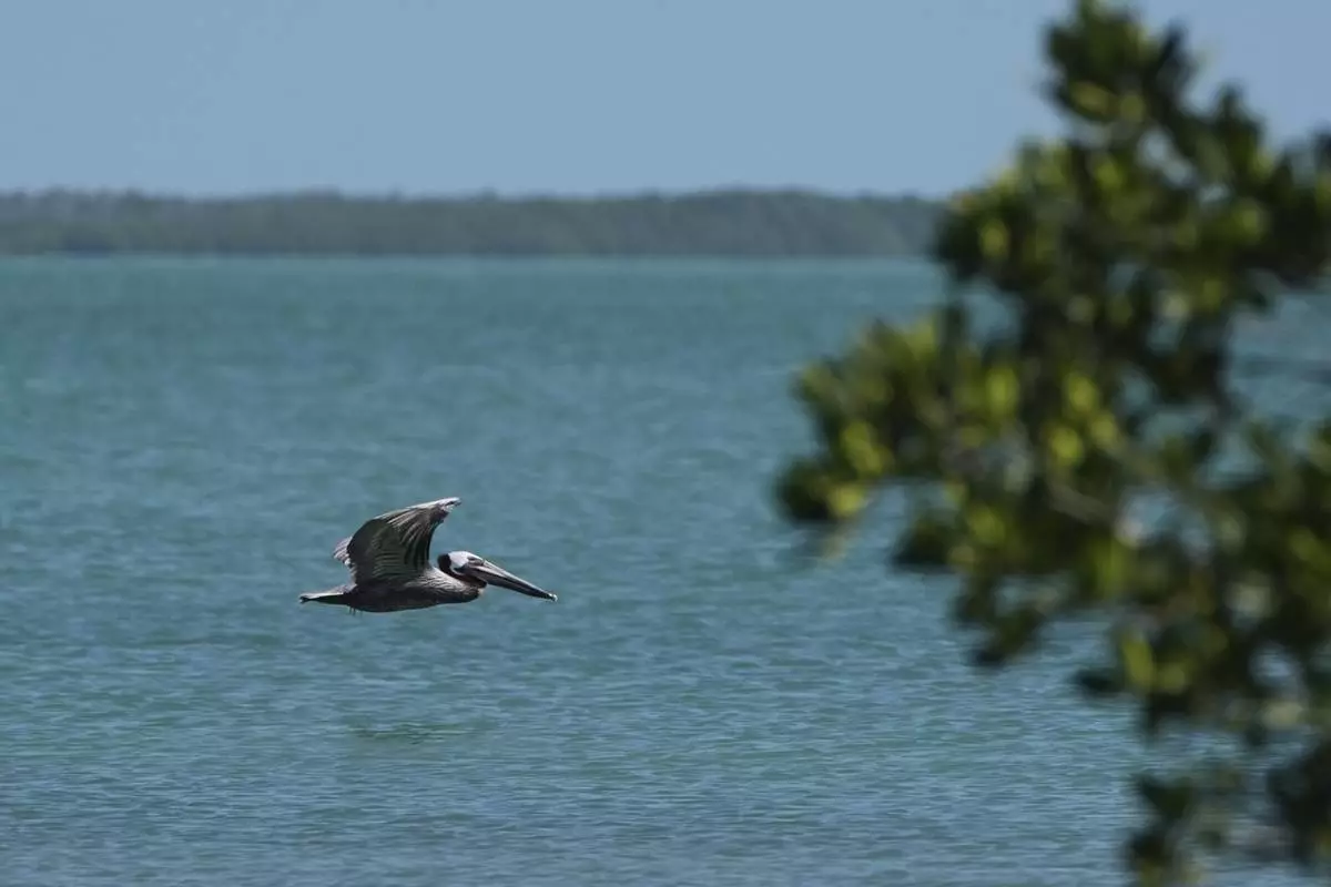 A brown pelican flies past mangrove islands in Florida Bay, part of the Everglades ecosystem, near Islamorada, Fla., during a media visit organized by The Everglades Foundation, Monday, April 7, 2025. (AP Photo/Rebecca Blackwell)