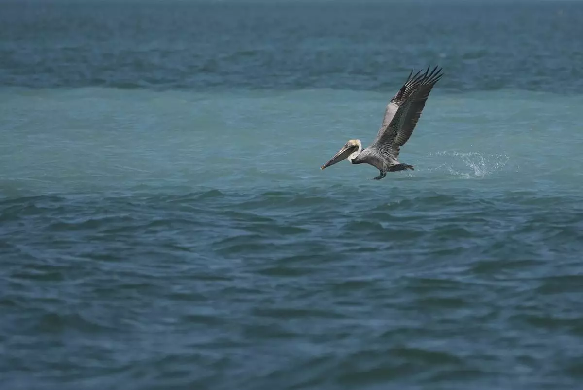 A brown pelican hunts for mullet in Florida Bay, part of the Everglades ecosystem, near Islamorada, Fla., during a media visit organized by The Everglades Foundation, Monday, April 7, 2025. (AP Photo/Rebecca Blackwell)