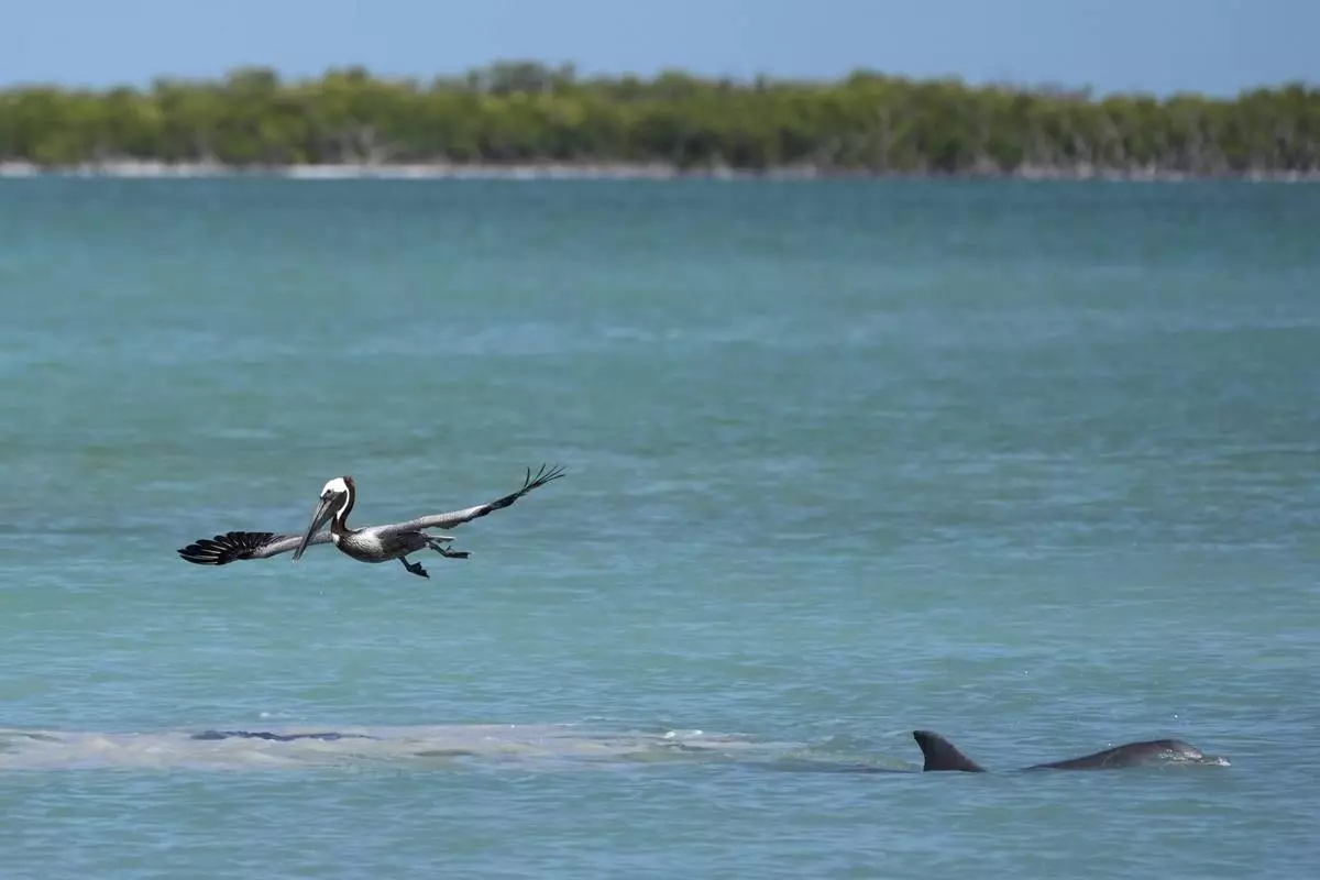 A brown pelican hunts mullet in tandem with a dolphin in Florida Bay, part of the Everglades ecosystem, near Islamorada, Fla., during a media visit organized by The Everglades Foundation, Monday, April 7, 2025. (AP Photo/Rebecca Blackwell)
