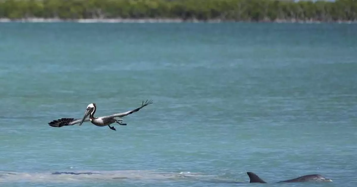 Everglades restoration would protect Florida Keys while scientists watch drought conditions