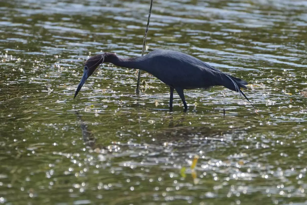 A little blue heron hunts for food in Florida Bay, part of the Everglades ecosystem, near Islamorada, Fla., during a media visit organized by The Everglades Foundation, Monday, April 7, 2025. (AP Photo/Rebecca Blackwell)