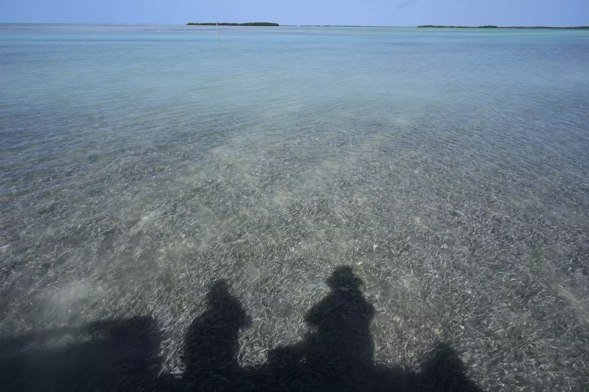 The shadows of journalists are cast on seagrass visible through shallow water in Florida Bay near Islamorada, Fla., during a media visit organized by The Everglades Foundation, Monday, April 7, 2025. (AP Photo/Rebecca Blackwell)