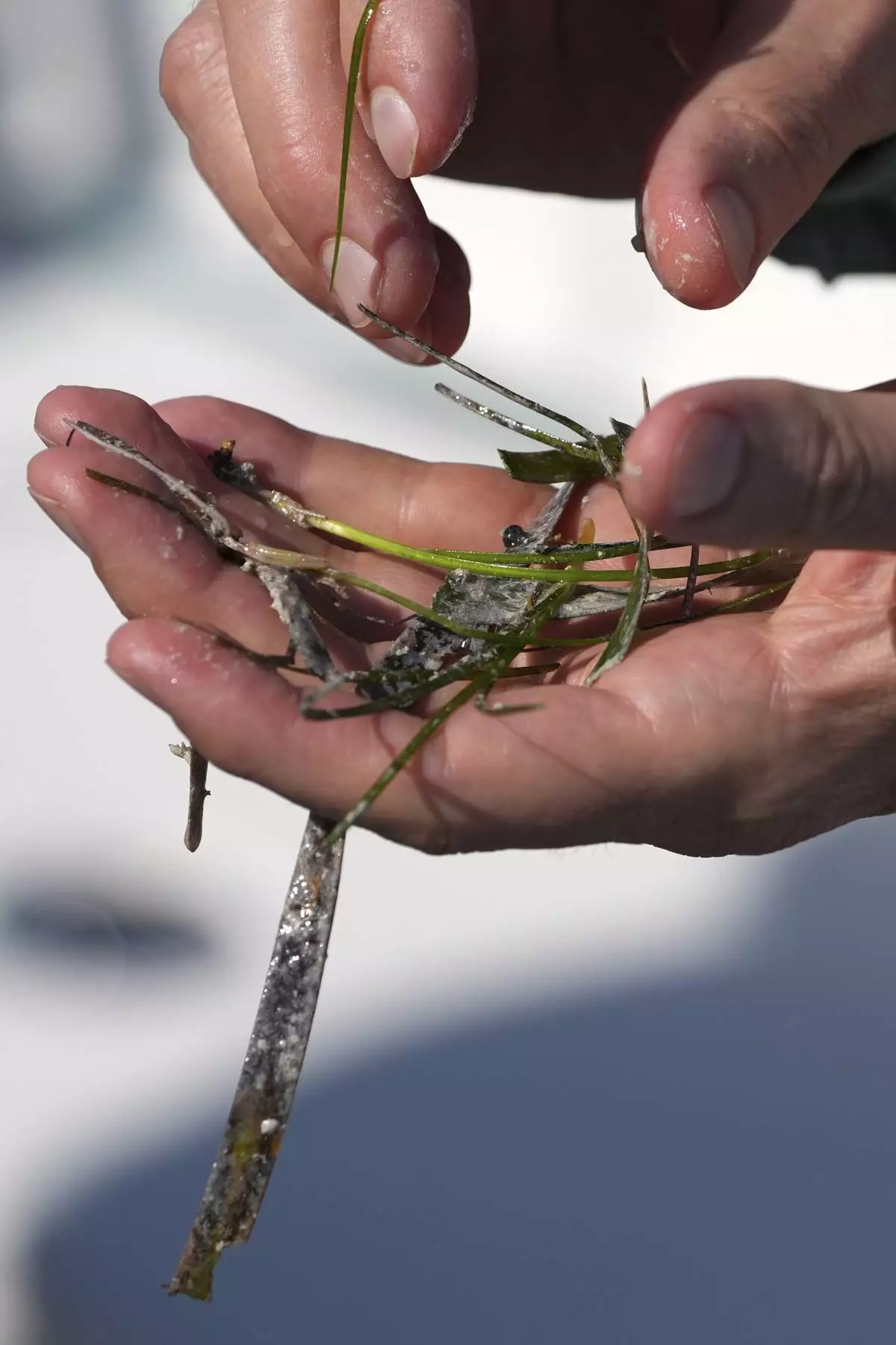 Steve Davis, chief science officer with The Everglades Foundation, displays pieces of seagrass as he talks to journalists during a media visit to Florida Bay organized by The Everglades Foundation, near Islamorada, Fla., Monday, April 7, 2025. (AP Photo/Rebecca Blackwell)