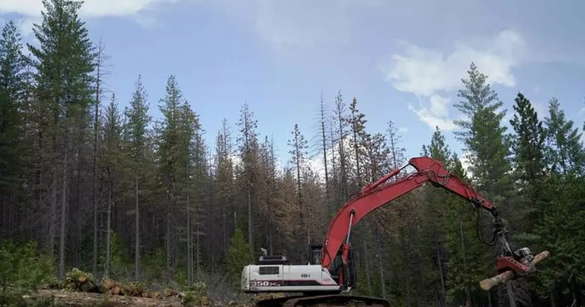 Trump administration rolls back forest protections in bid to ramp up logging