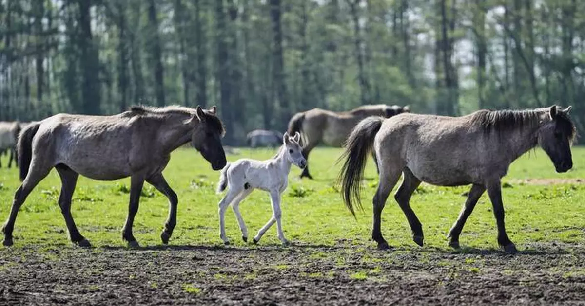 AP PHOTOS: A herd of wild horses with origins in the 14th century still roams the German countryside