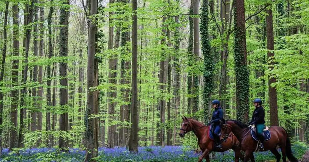 Bluebells and other spring flowers can be nature's antidote to stressful times