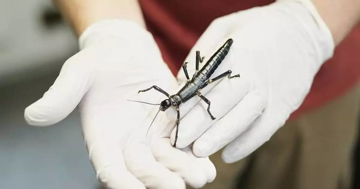Prague Zoo joins the effort to ensure the survival of a rare insect once considered extinct