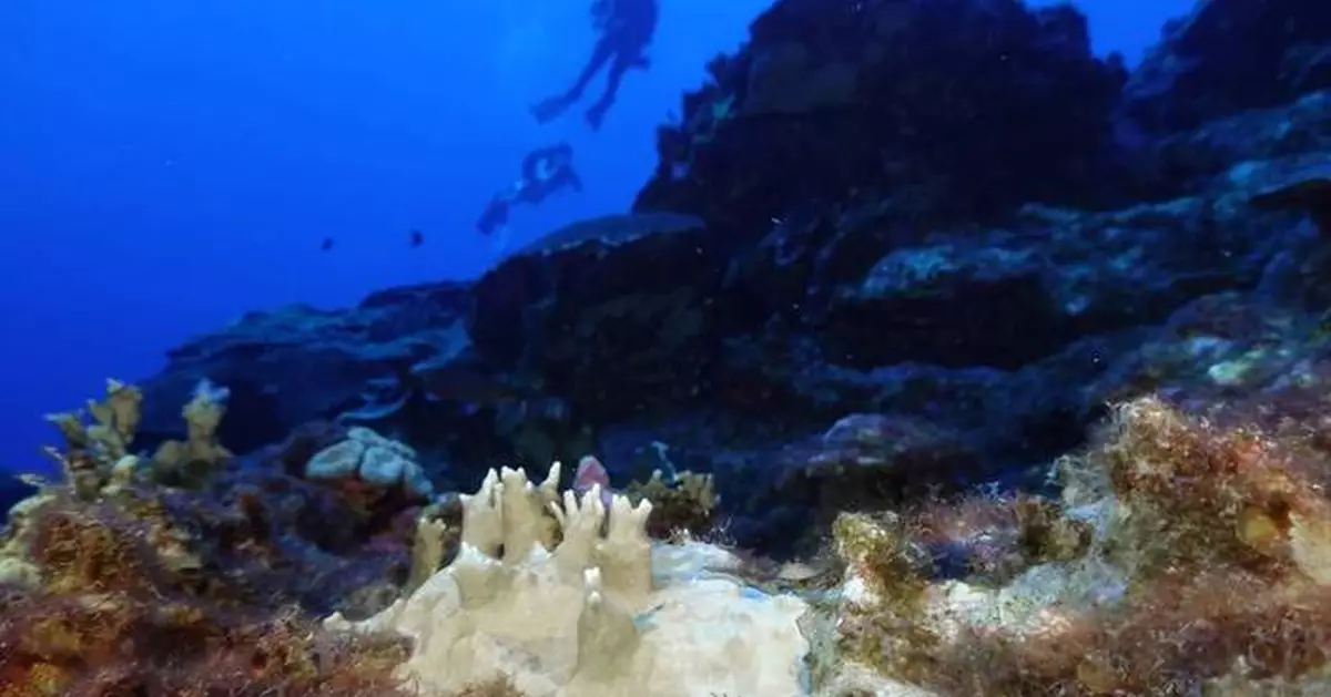 84% of the world's coral reefs hit by worst bleaching event on record