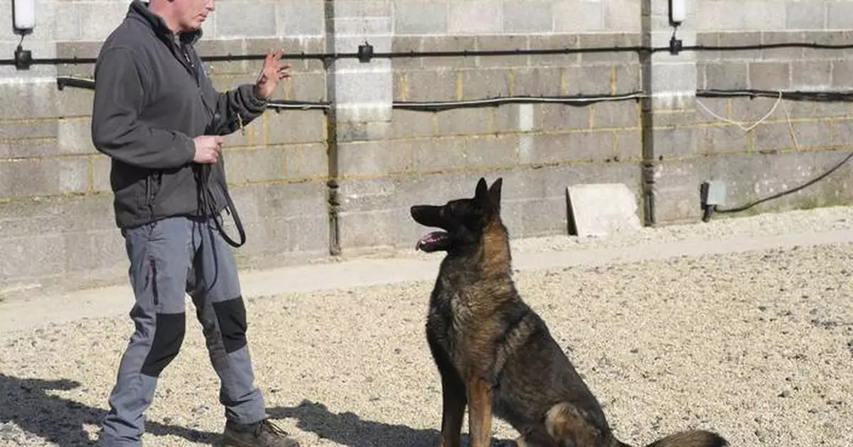Pets with a toolkit: Protection dogs train to handle burglars as sports stars boost home security