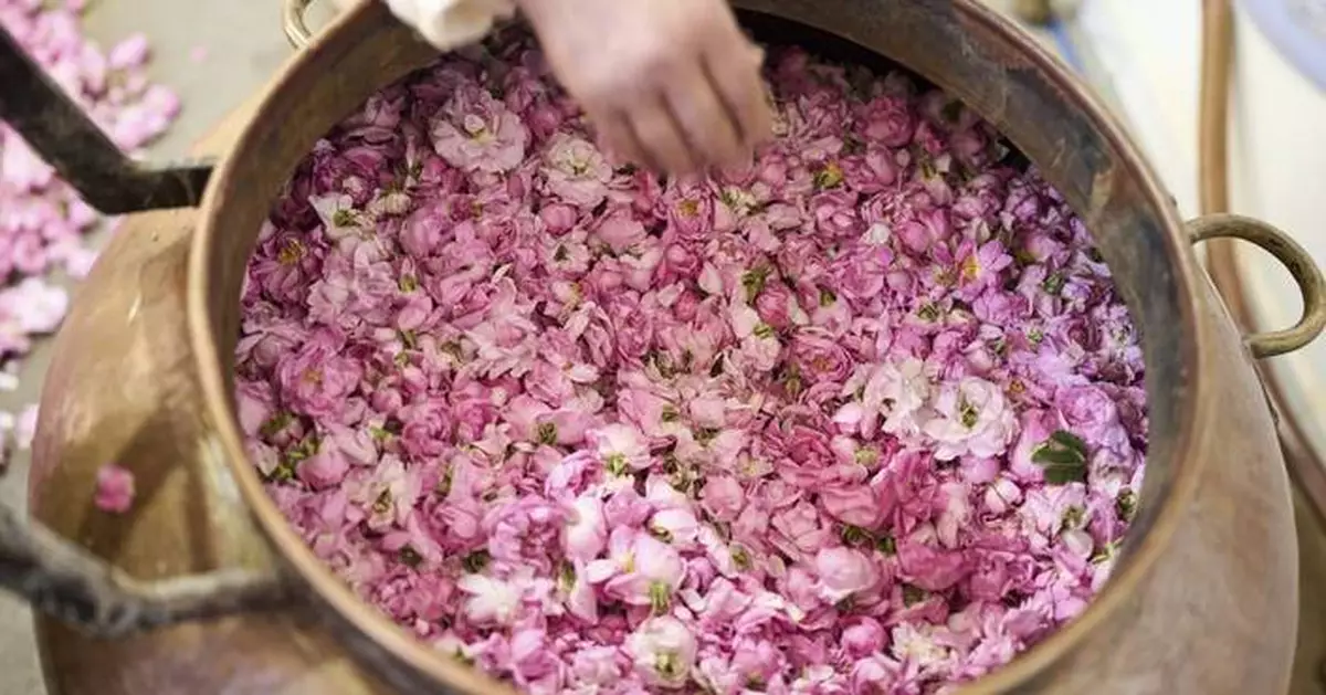 AP PHOTOS: The desert blooms, roses perfume the air and a Moroccan town comes to life