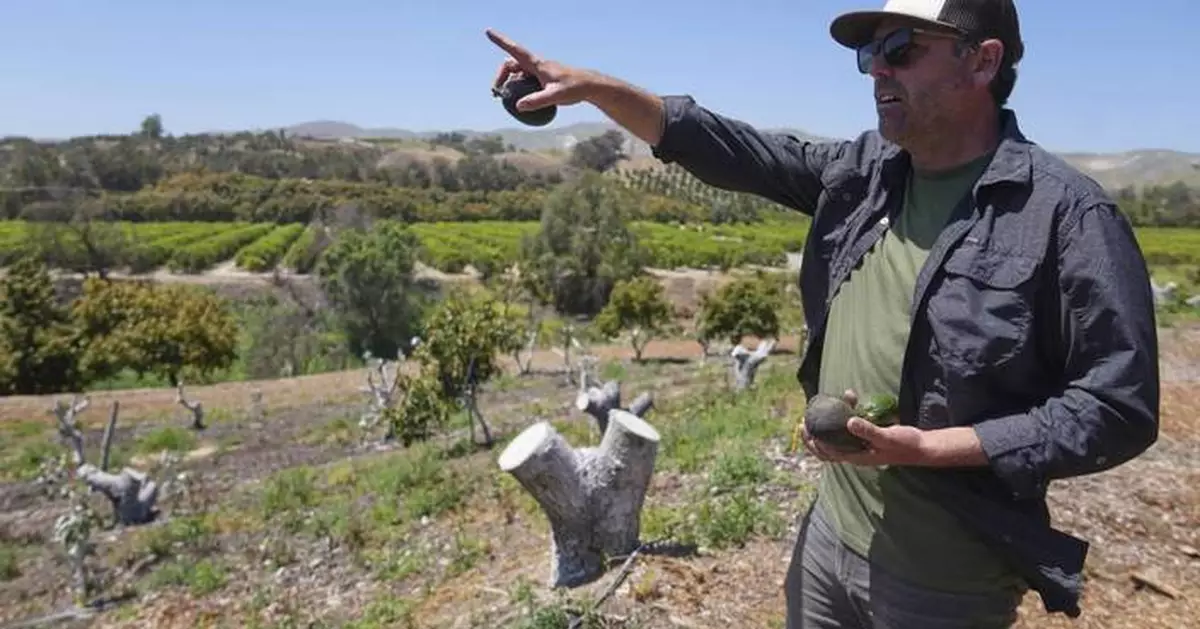 California avocado growers say Mexican imports have helped their sales