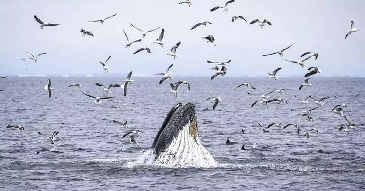 As Trump pares back ocean protections, California weighs expanding them