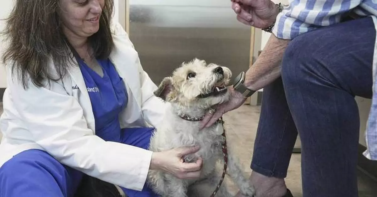 Dogs and cats can also suffer from allergies, but there are ways to help our furry friends