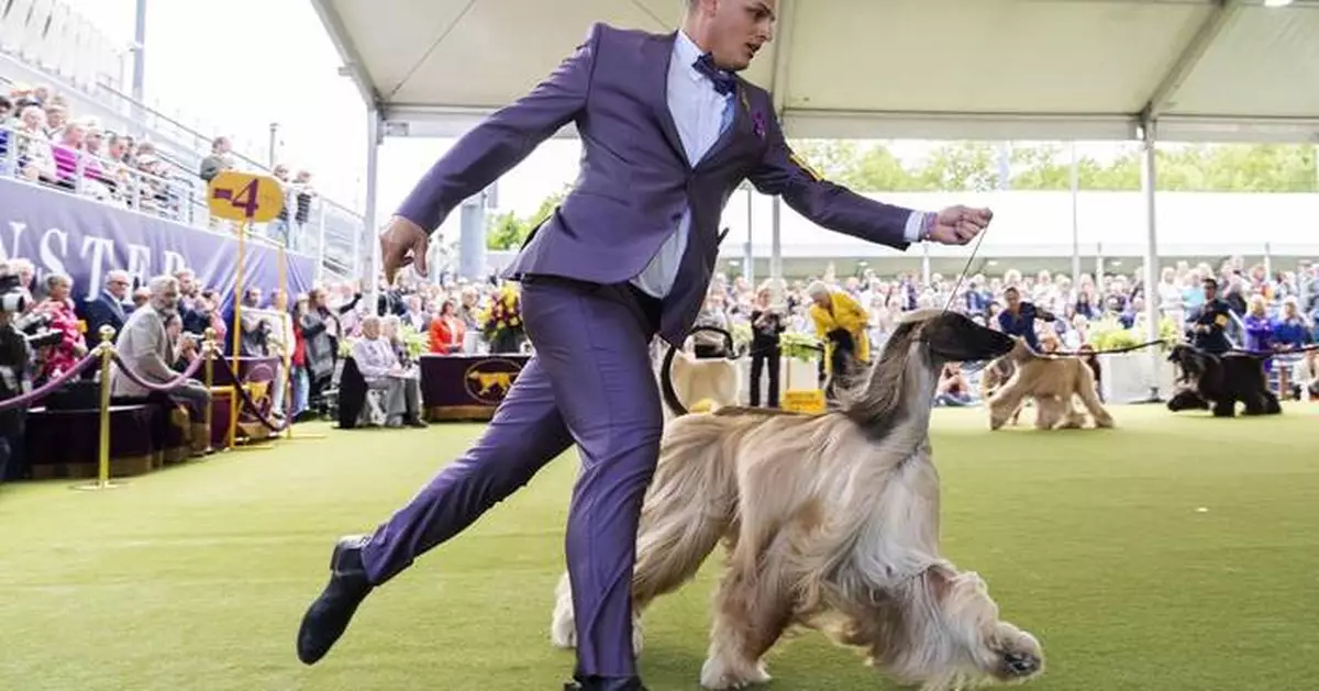 Westminster Kennel Club sets plans for its 150th dog show next year