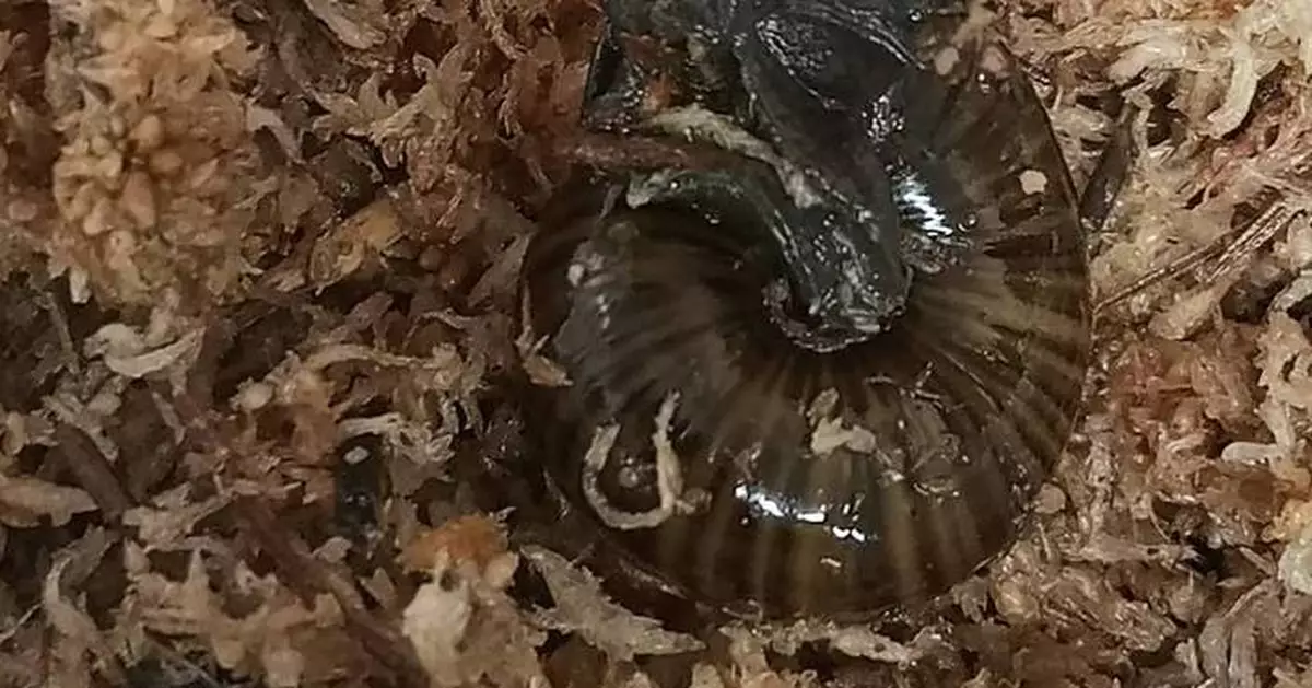 A rare New Zealand snail is filmed for the first time laying an egg from its neck