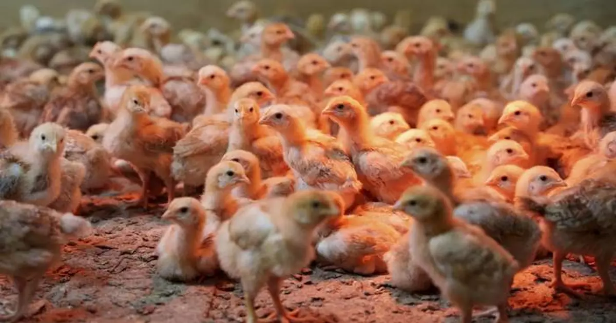 Thousands of chicks found abandoned in USPS truck have been adopted