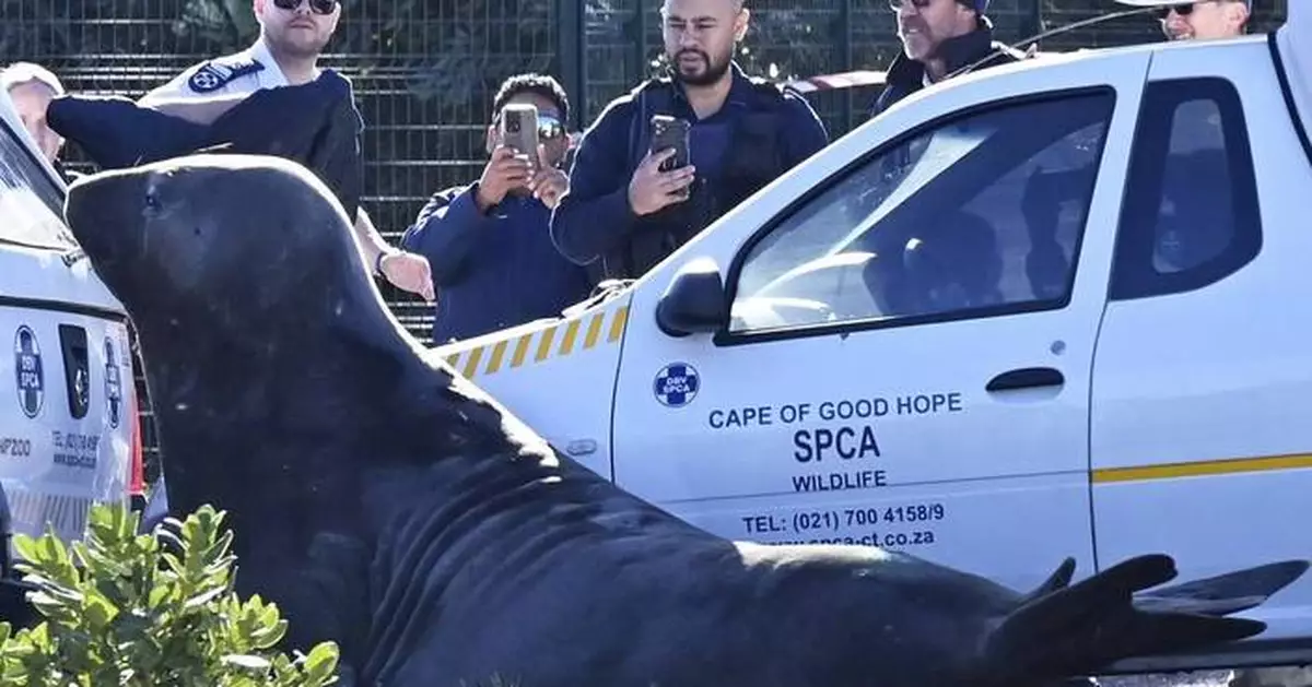 'How did you get here?' A large elephant seal is found lumbering along a South African street
