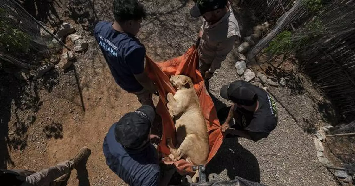 AP PHOTOS: Tigers, jaguars and elephants are the latest to flee Mexico’s cartel violence