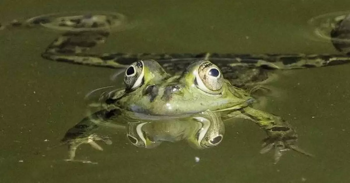 PHOTO COLLECTION: Animals Around the World