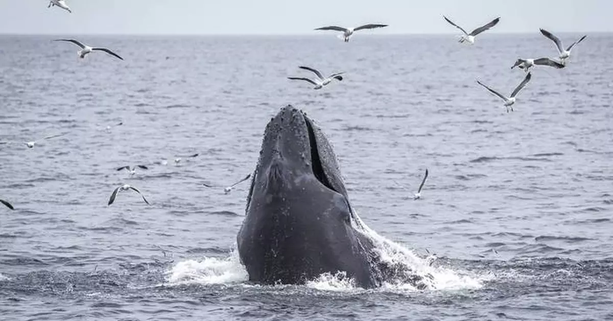 Democratic senators press Trump administration on how it will protect endangered species