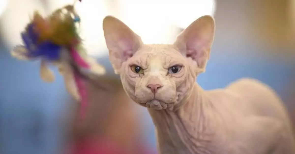 PHOTO COLLECTION: Romania Cat Show