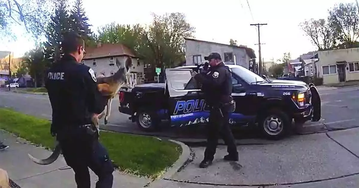 Loose pet kangaroo keeps police hopping — again — in Colorado