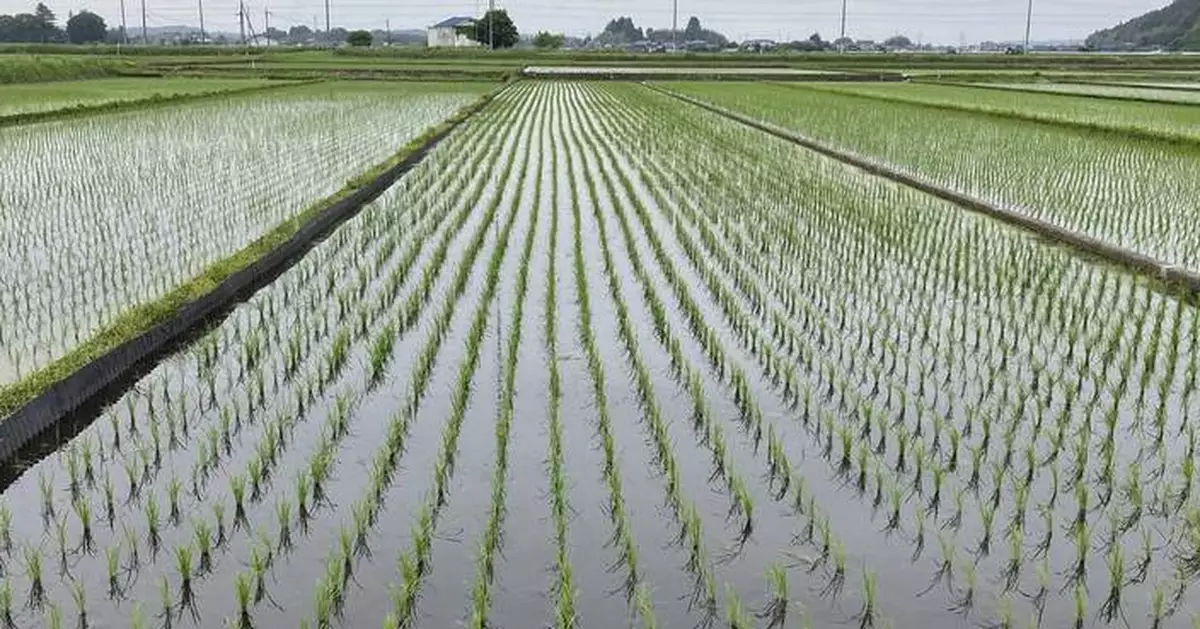 Emergency reserves, high prices, rationing. How did Japan's rice crisis get this far?