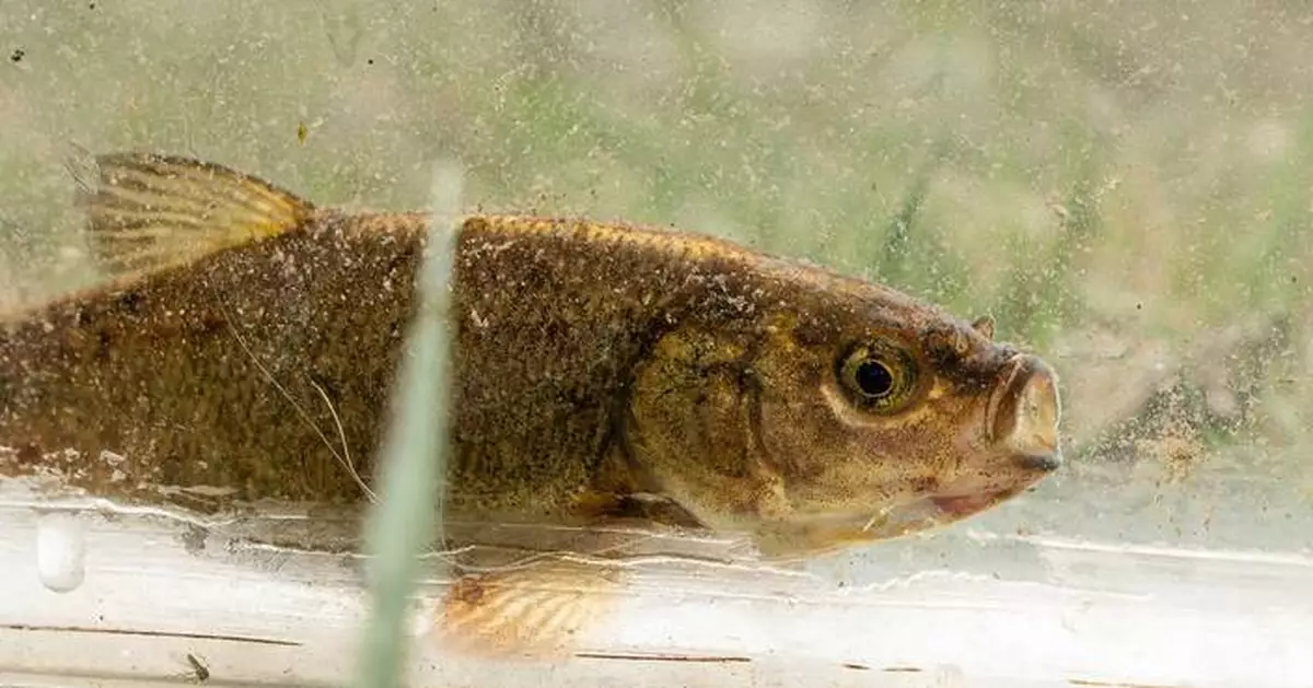 A rare olive-colored fish that exists only in Nevada could soon be listed as an endangered species